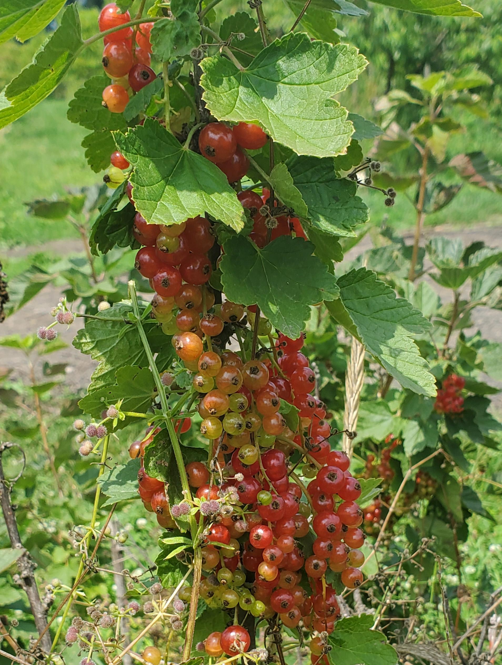 Red currants ready for harvest.